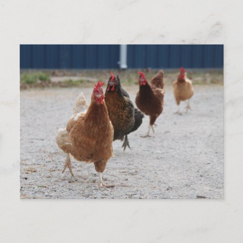 Running Hens Postcard
