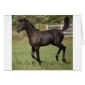 Running-Horse-2 (Front Horizontal)