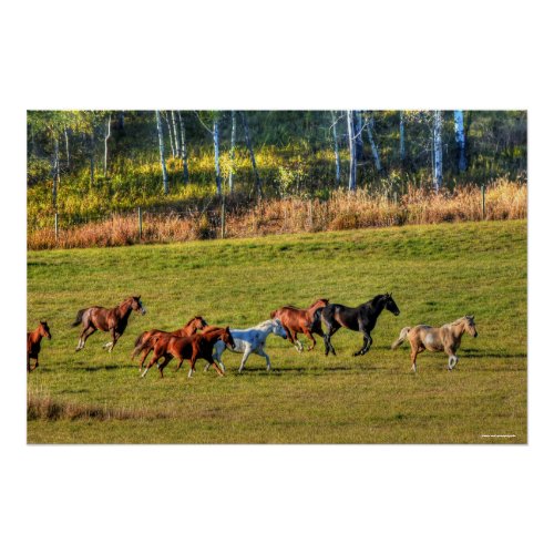 Running Horse Herd  Ranch Pasture Equine Photo Poster
