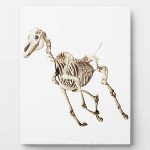 Running Horse Skeleton Plaque