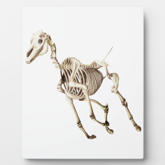 Running Horse Skeleton Plaque (Front)