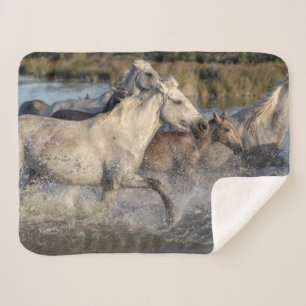 running horses blanket
