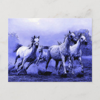 Running Horses & Blue Moonlight Postcard
