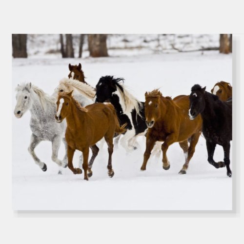 Running Horses on The Hideout Ranch Foam Board