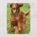 Running Irish Setter Postcard