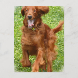 Running Irish Setter Postcard
