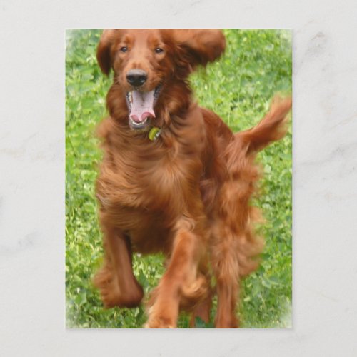 Running Irish Setter Postcard