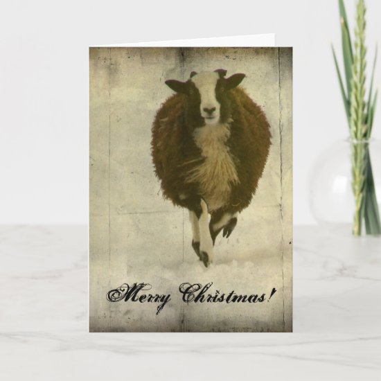 Running Lambchops, Merry Christmas Holiday Card