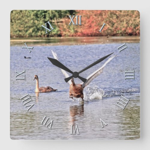 Running Mute Swan Wildlife Waterfowl Photo Square Wall Clock