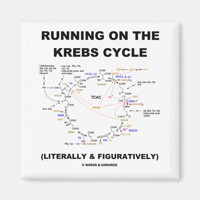 Running On The Krebs Cycle (Science Humor) Magnet (Front)