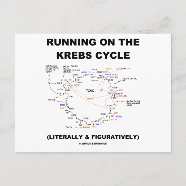Running On The Krebs Cycle (Science Humor) Postcard (Front)