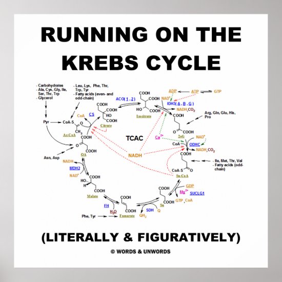Running On The Krebs Cycle (Science Humor) Poster
