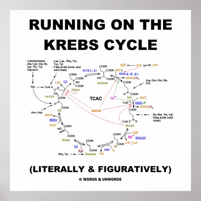 Running On The Krebs Cycle (Science Humor) Poster (Front)