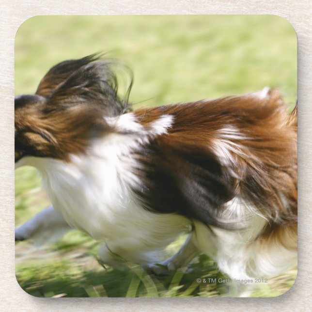 Running Papillon Beverage Coaster (Front)