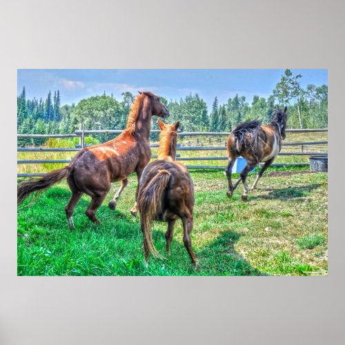 Running Pinto Paint Gelding  Chestnut Stallions Poster
