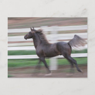 Running Proud Postcard