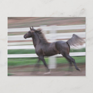 Running Proud Postcard