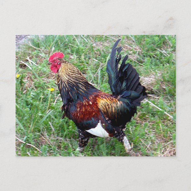 Running Rooster Postcard (Front)