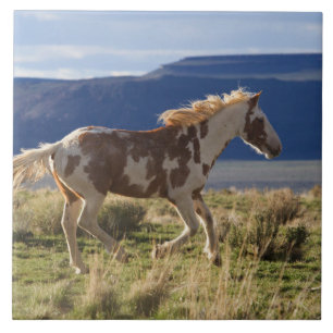 Running Stallion, Steens Mountains, Oregon Ceramic Tile