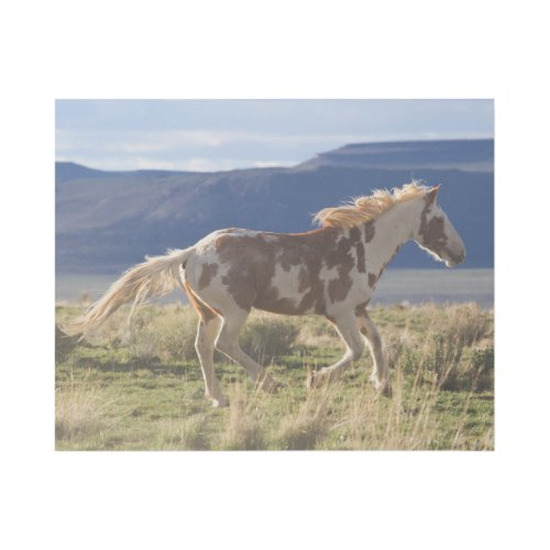 Running Stallion Steens Mountains Oregon Gallery Wrap