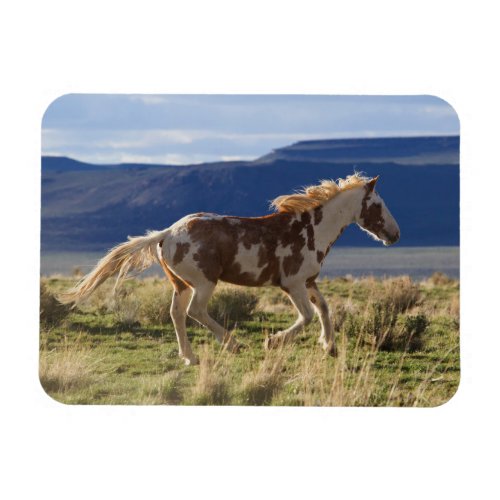 Running Stallion Steens Mountains Oregon Magnet