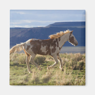 Running Stallion, Steens Mountains, Oregon Magnet