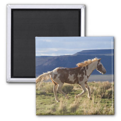 Running Stallion Steens Mountains Oregon Magnet