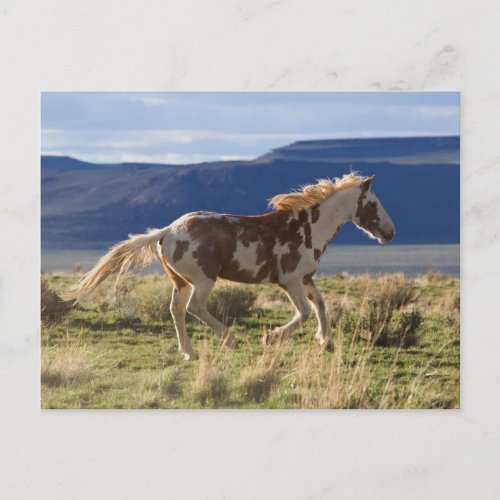 Running Stallion Steens Mountains Oregon Postcard