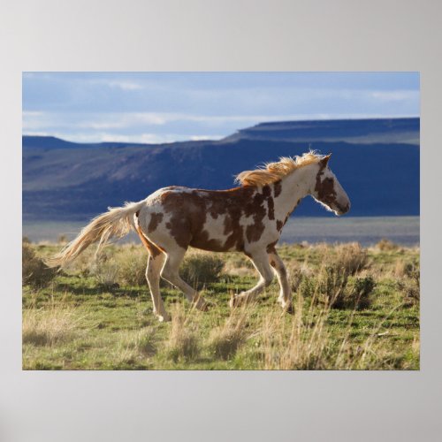 Running Stallion Steens Mountains Oregon Poster