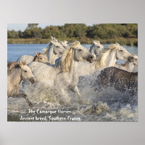 Running White Camargue Horses in Water Poster 
