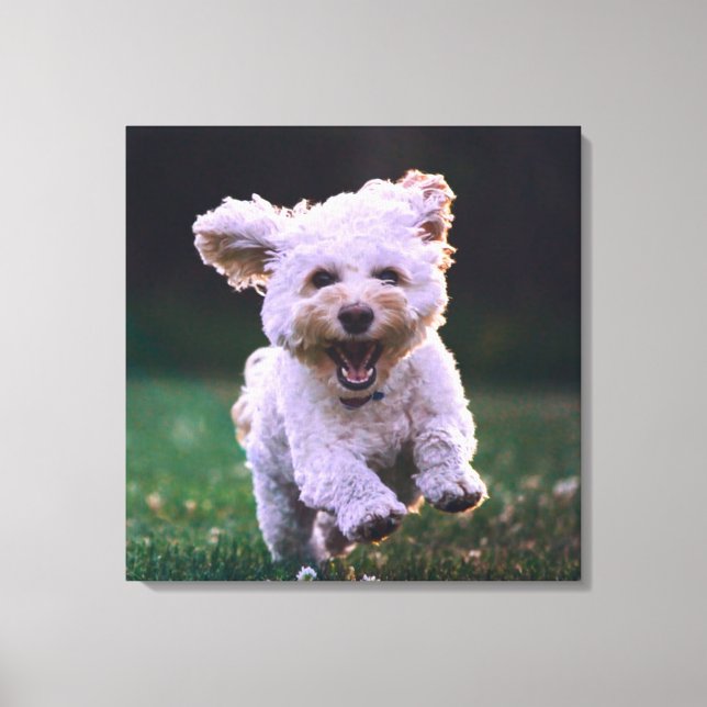 Running White Poodle Cute Dog Canvas Print (Front)