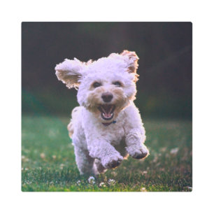 Running White Poodle Cute Dog Metal Print