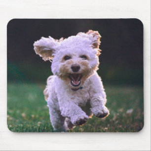 Running White Poodle Cute Dog Mouse Pad