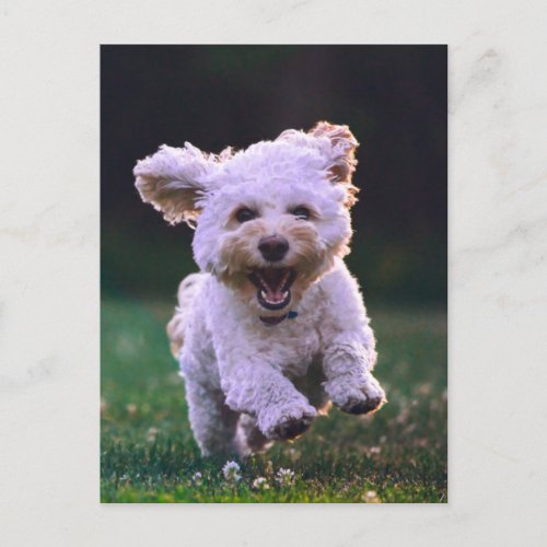 Running White Poodle Cute Dog Postcard