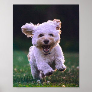 Running White Poodle Cute Dog Poster