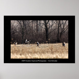 Running Whitetail Poster