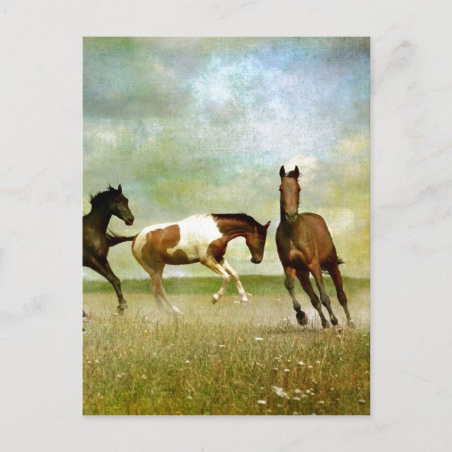 Running Wild Horses - Vintage Creative Art Postcard (Front)