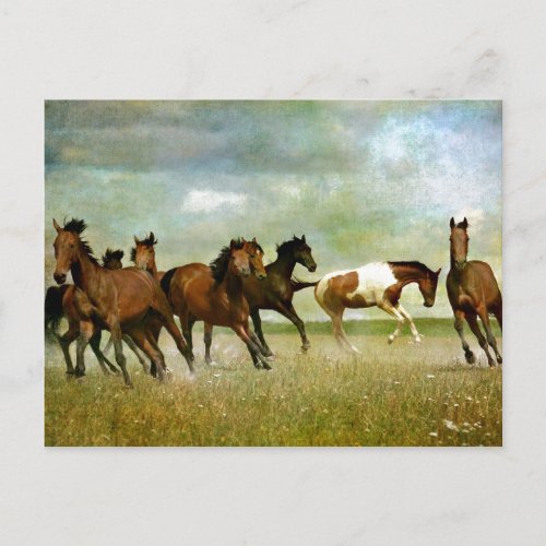 Running Wild Horses _ Vintage Creative Art Postcard