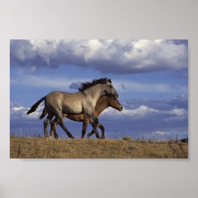Running Yearlings Poster (Front)