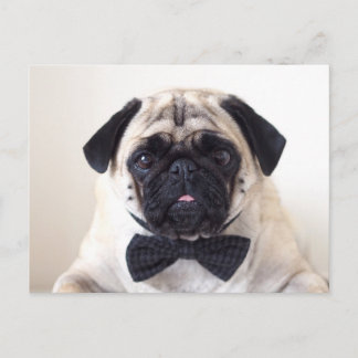 Rupert The Pug Postcard