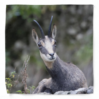 Rupicapra rupicapra bandana