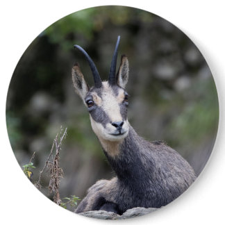 Rupicapra rupicapra button