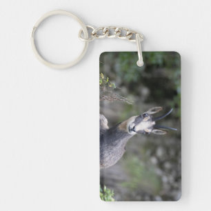 Rupicapra rupicapra keychain