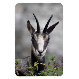 Rupicapra rupicapra magnet