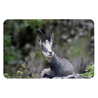 Rupicapra rupicapra magnet