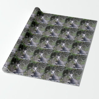Rupicapra rupicapra wrapping paper