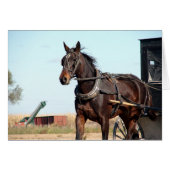 Rural Amish Horse and Buggy (Front Horizontal)