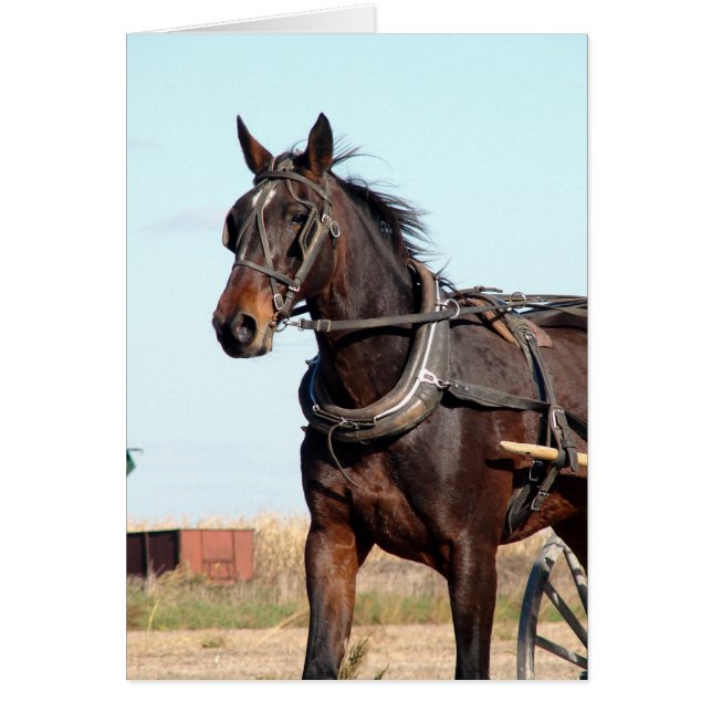 Rural Amish Horse and Buggy Cards (Front)
