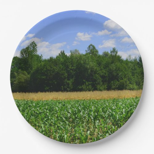 Rural landscape of a corn  wheat field  blue sky paper plates