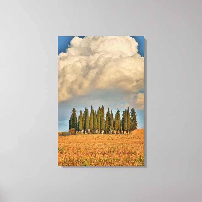 Rural Tuscany Cypress Trees Canvas Print (Front)